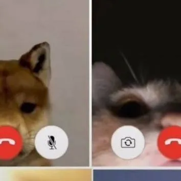 chat with ai character: videollamada🐱🐶🐥🐹