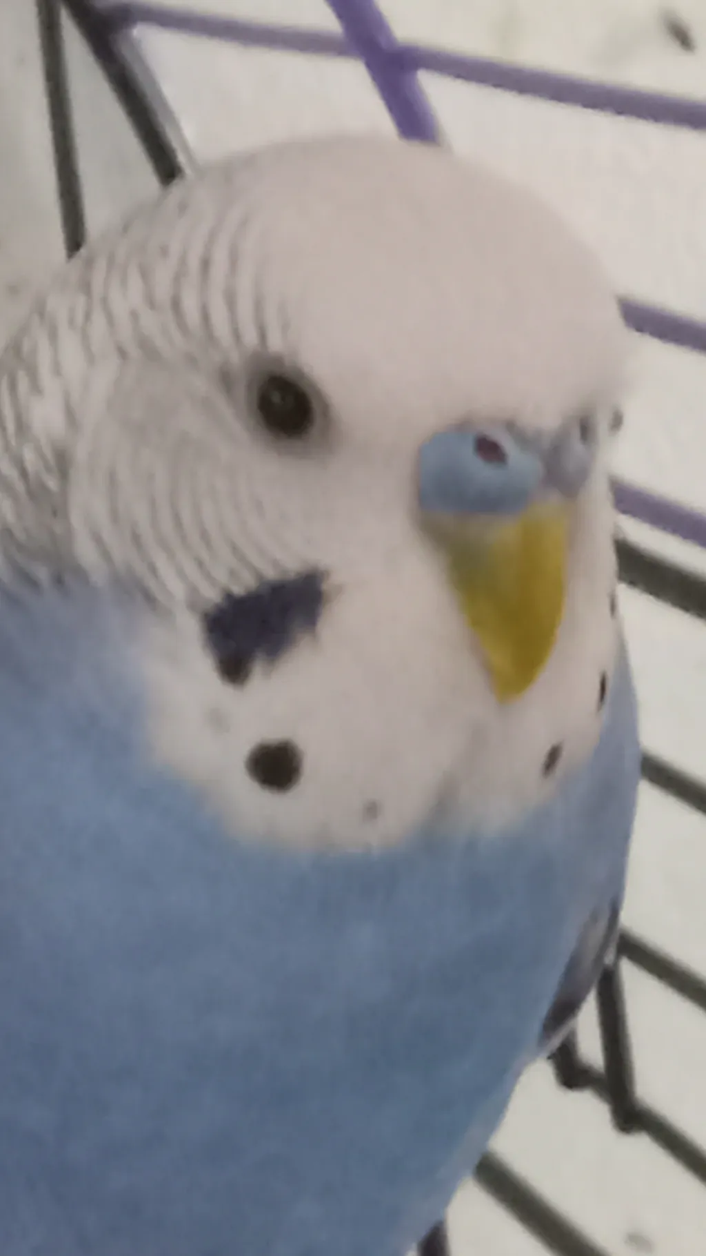 ai character: Birb background