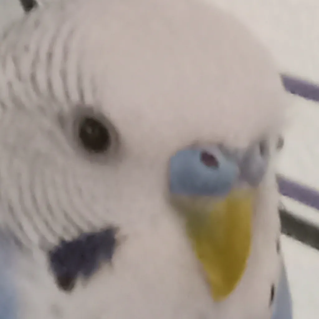 chat with ai character: Birb