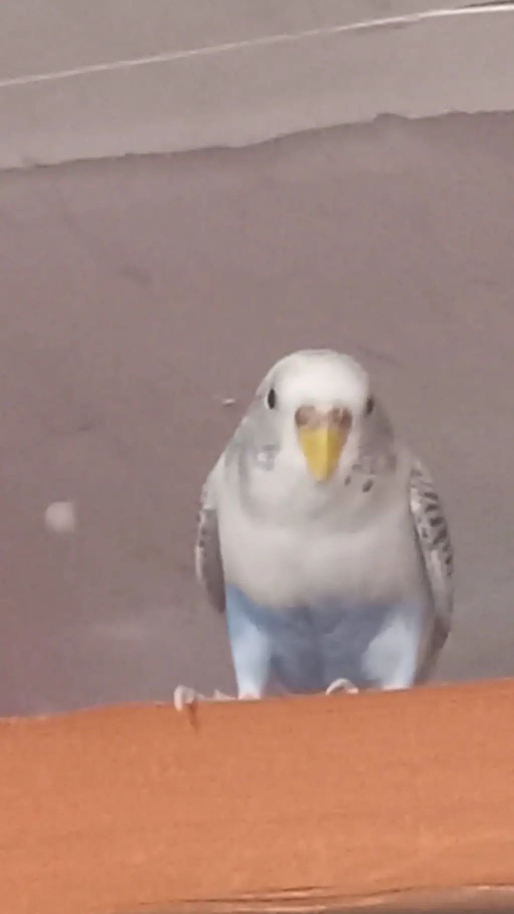 ai character: birb V2 background