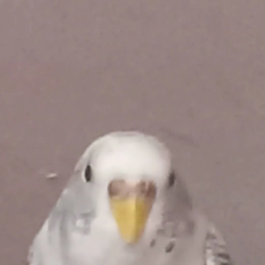 chat with ai character: birb V2