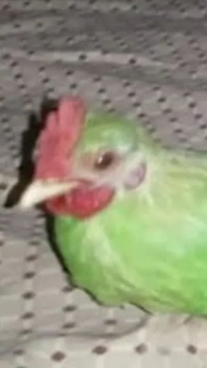 ai character: Green Chicken background