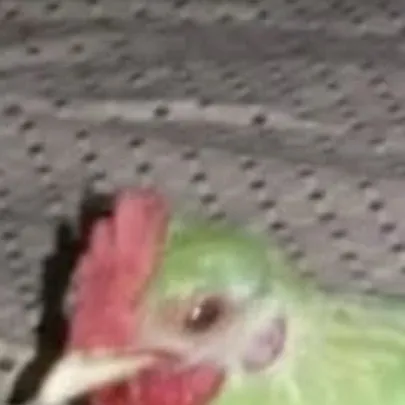 chat with ai character: Green Chicken