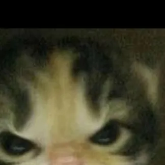 chat with ai character: Cat