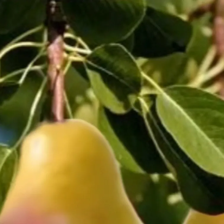 chat with ai character: Fpe my OCs