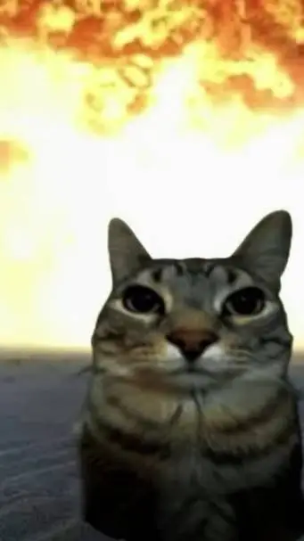 Talkie AI - Chat with 💥😼gato😼💥