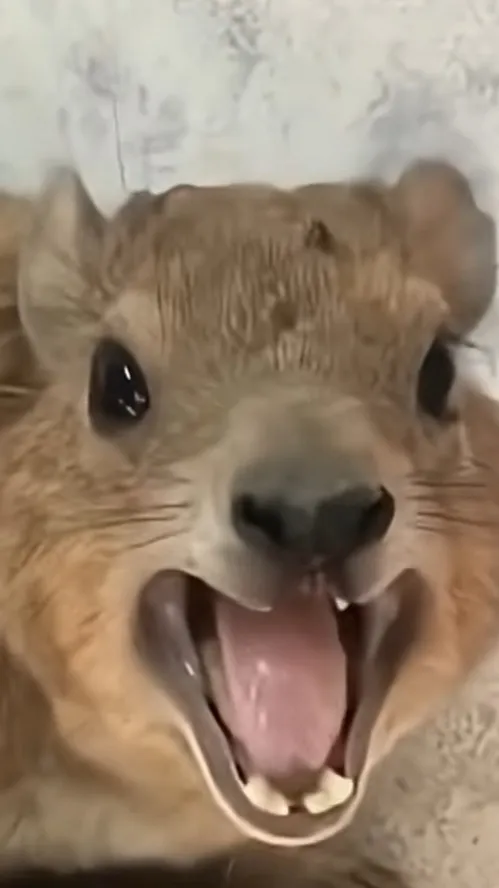 ai character: Hyrax background