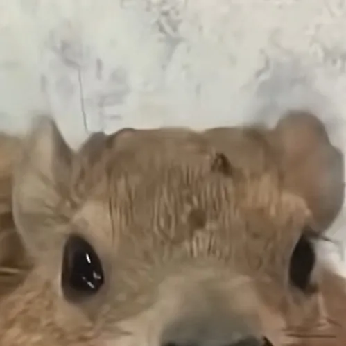 chat with ai character: Hyrax