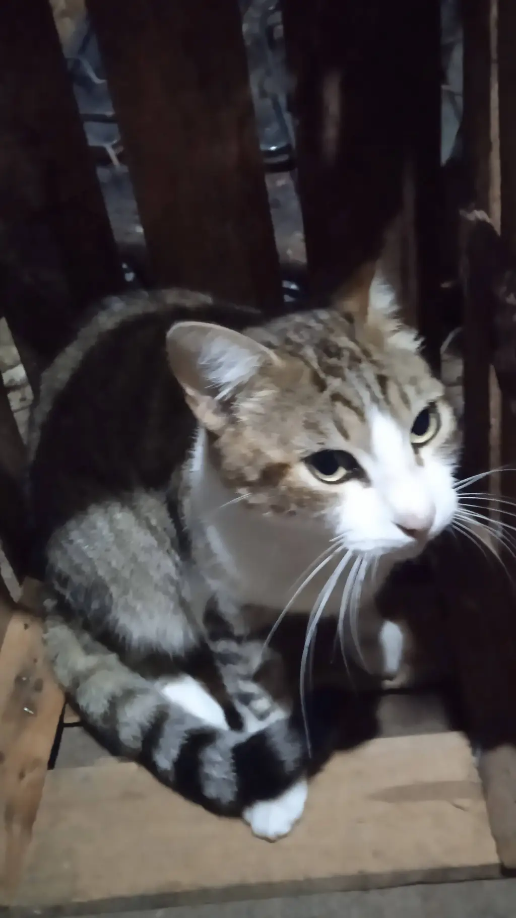 ai character: mi gato  background