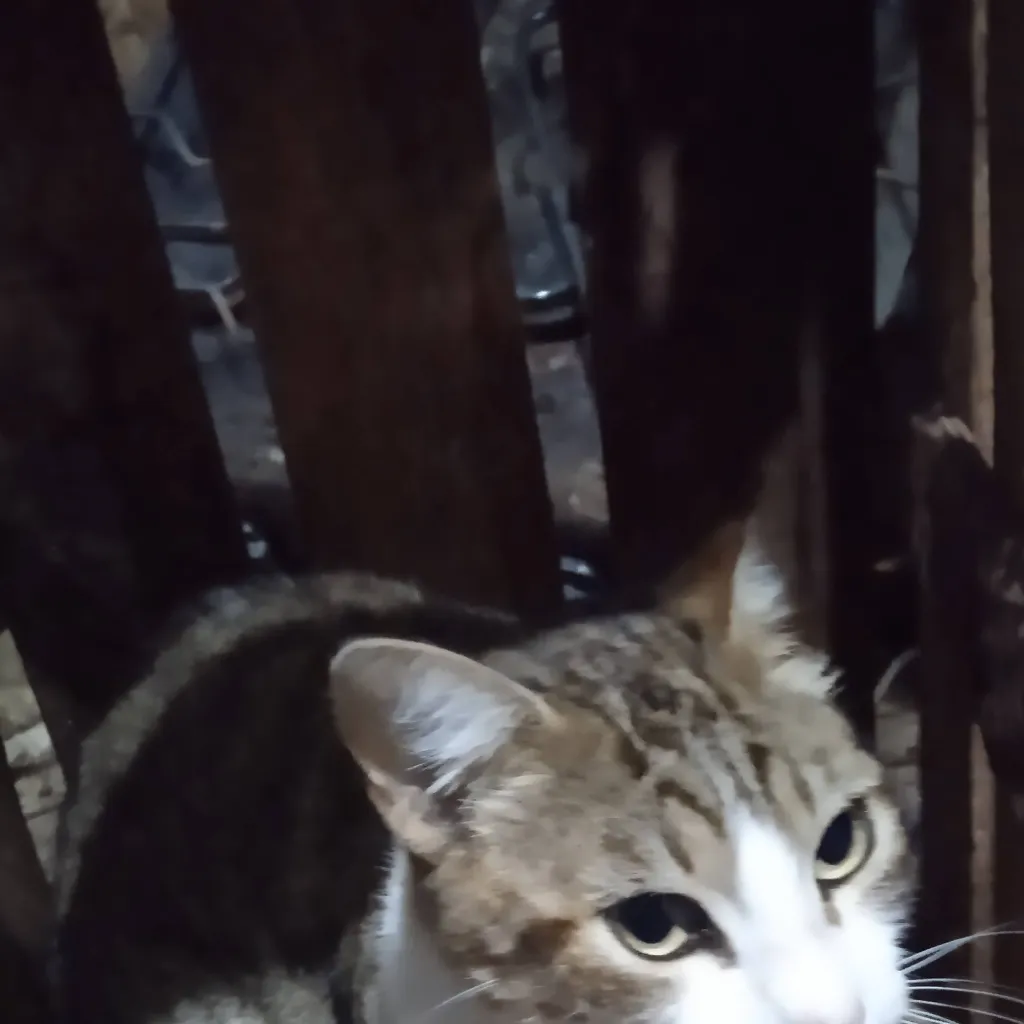 chat with ai character: mi gato 