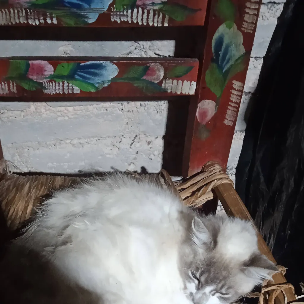 chat with ai character: MI gata