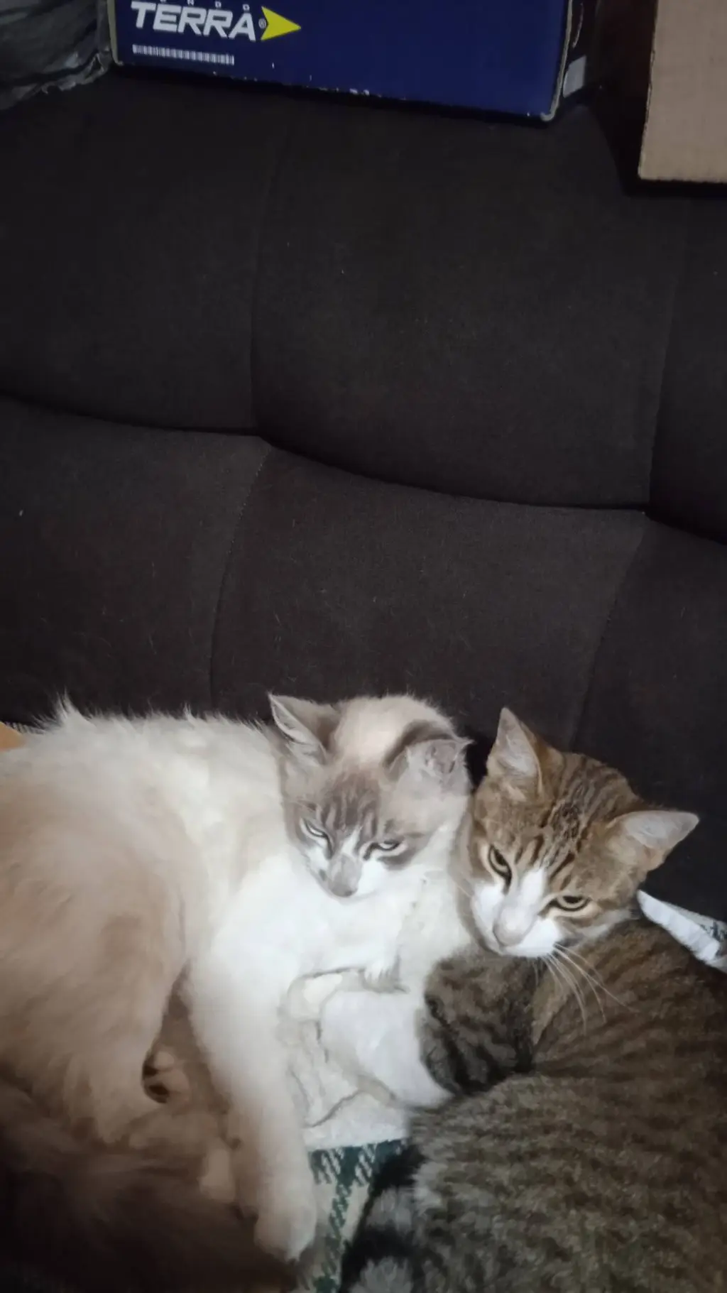 ai character: Luka y bela  background