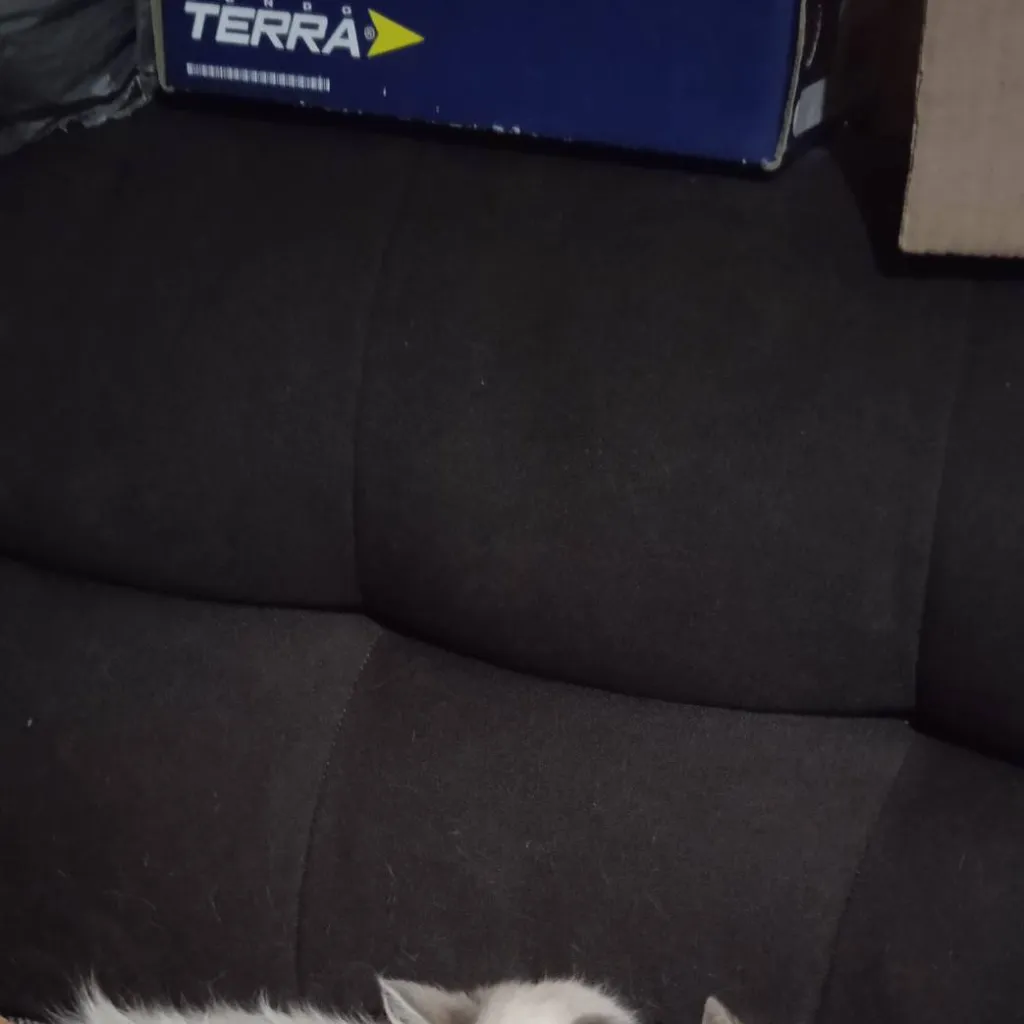 chat with ai character: Luka y bela 