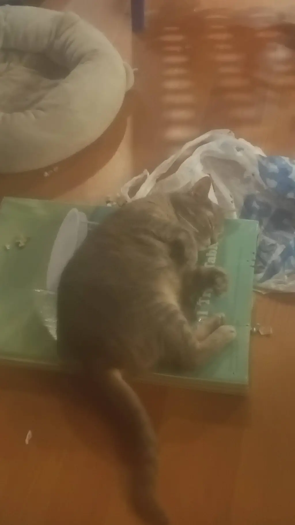 ai character: Yuki background