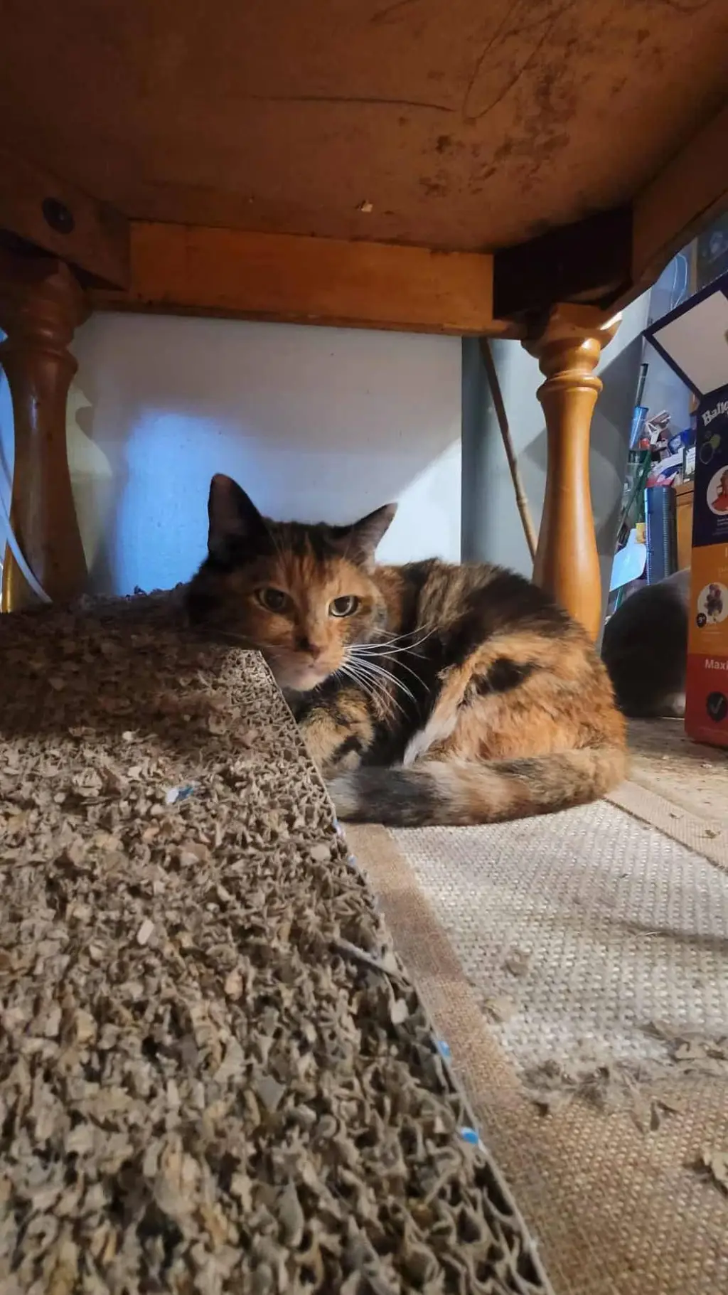 ai character: Penelope background