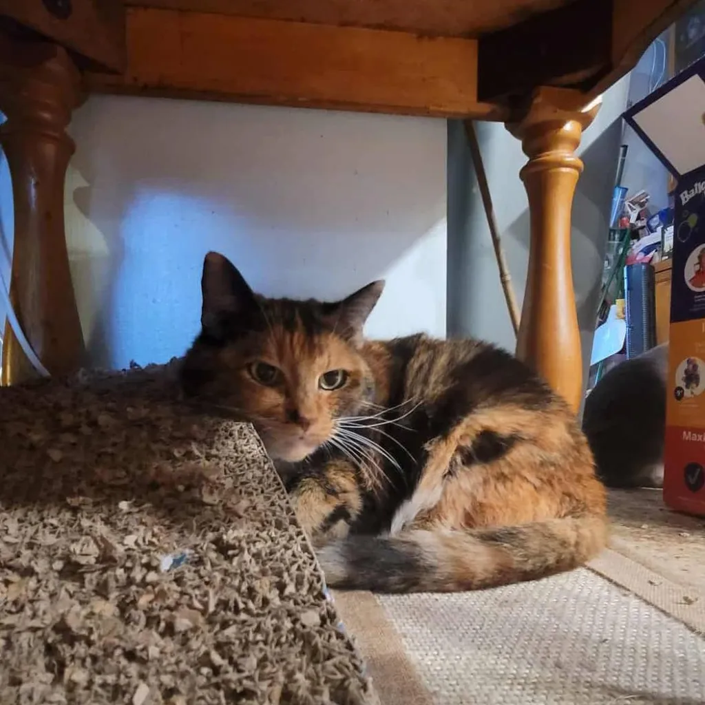 chat with ai character: Penelope