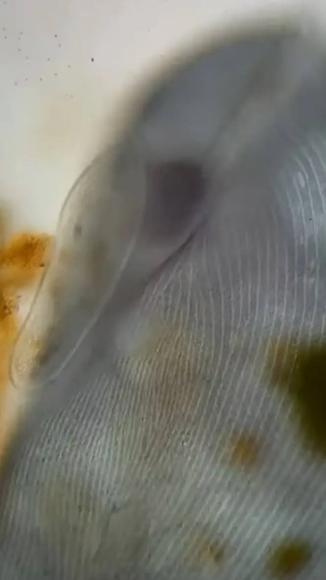 ai character: virus hood background