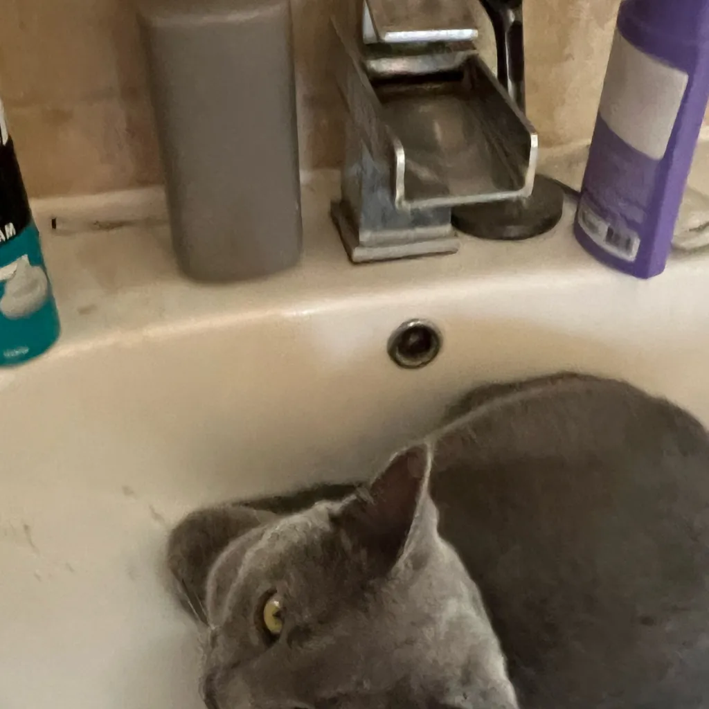 chat with ai character: Evil Y/N! KNY