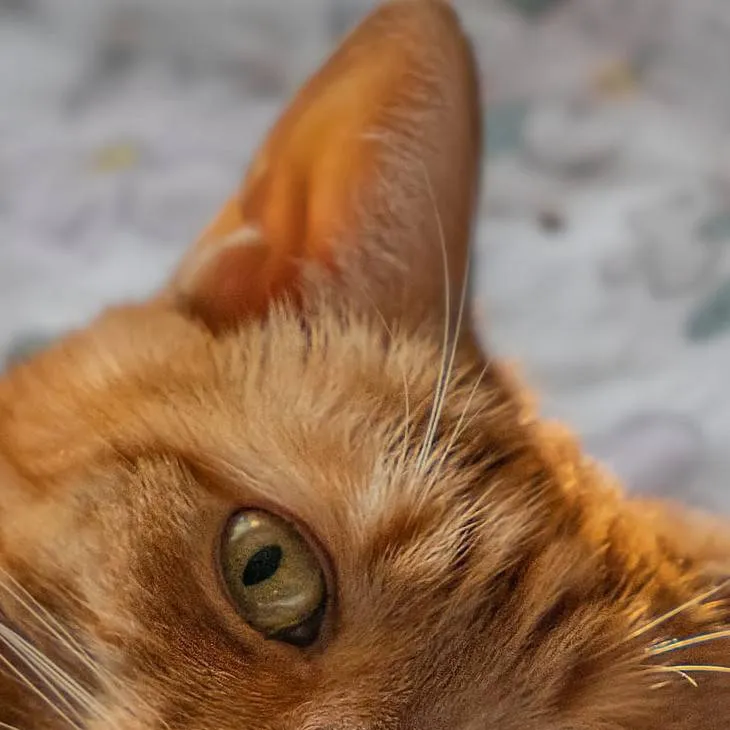 chat with ai character: Муся ❤️