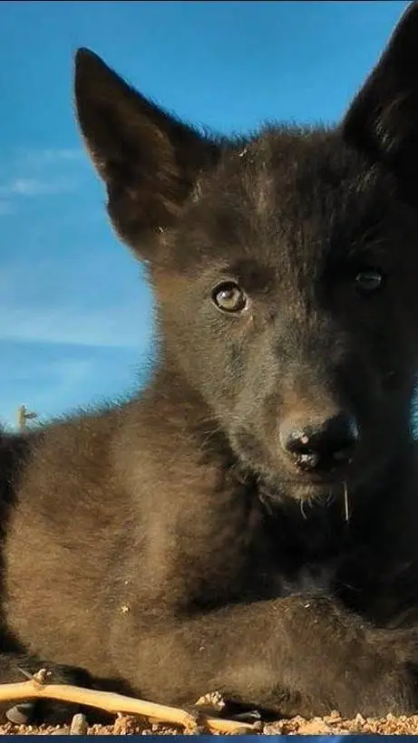 ai character: Black wolf cub  background