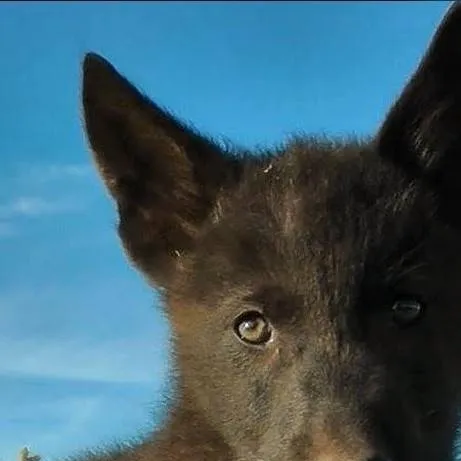 chat with ai character: Black wolf cub 