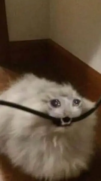 ai character: Kori background