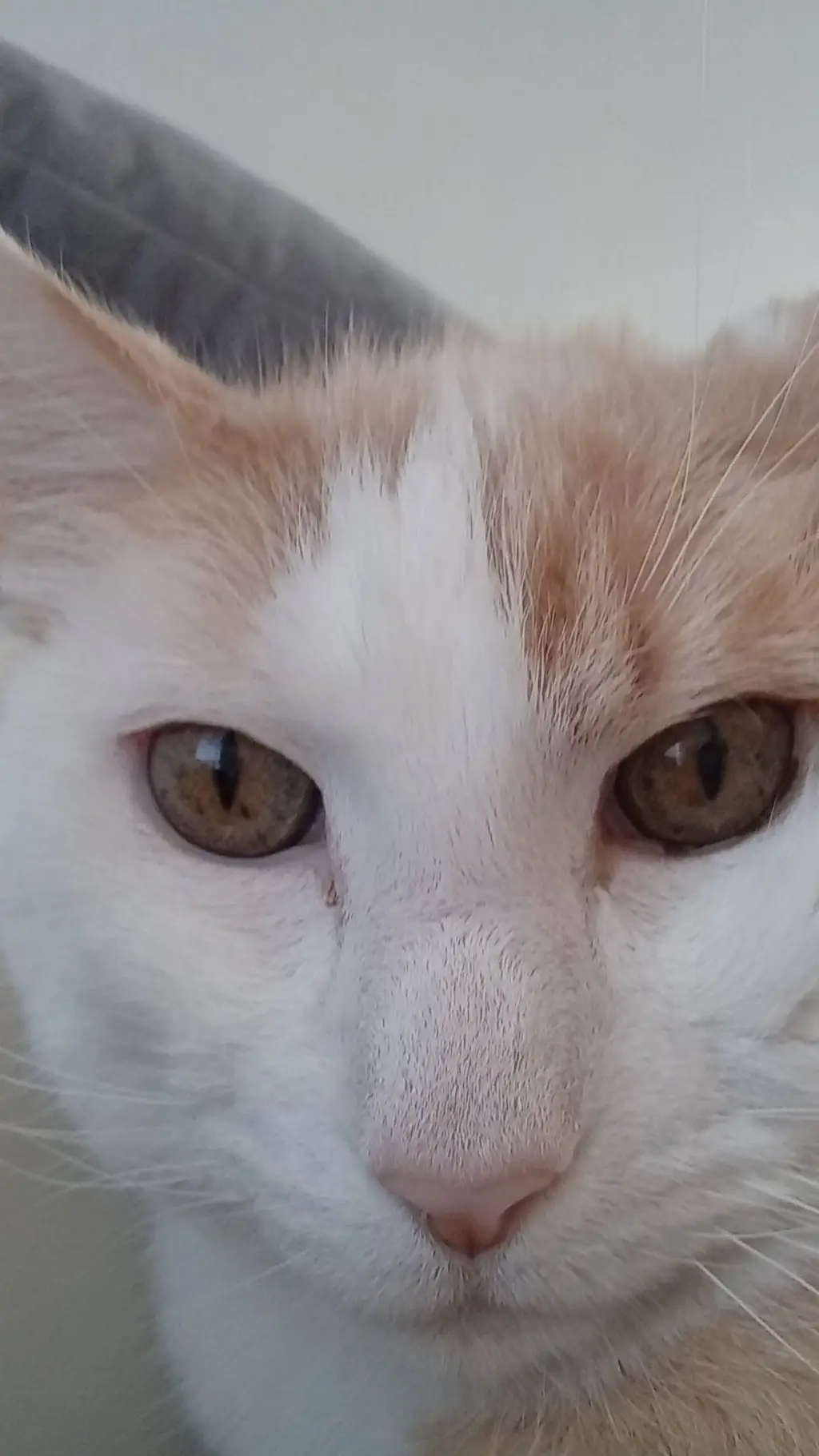 ai character: fry background