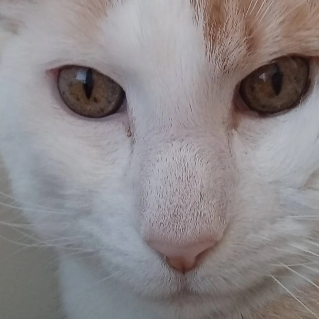 chat with ai character: fry