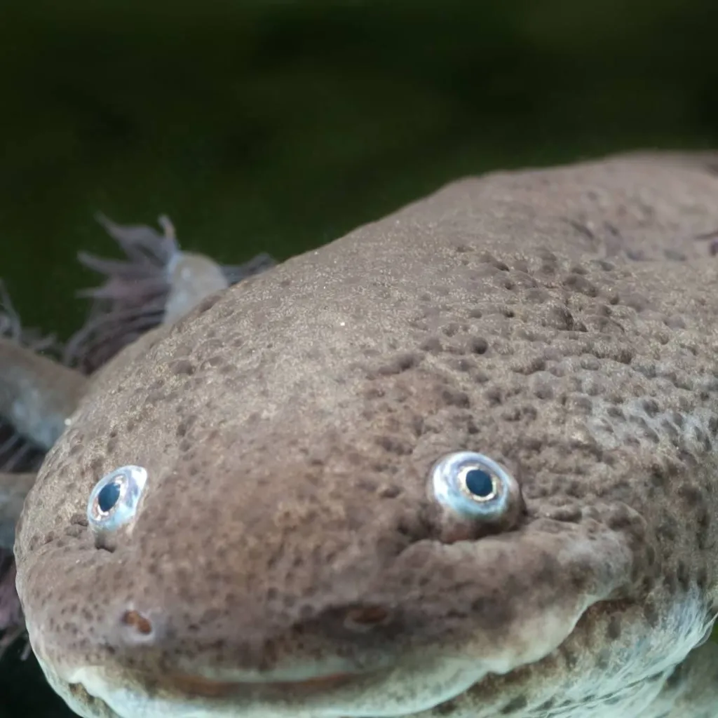 chat with ai character: ajolote :D