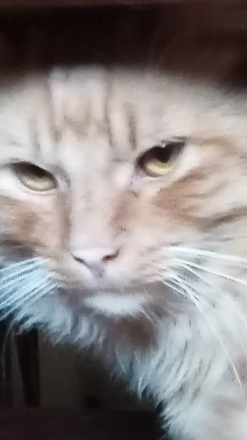 ai character: KITTY background