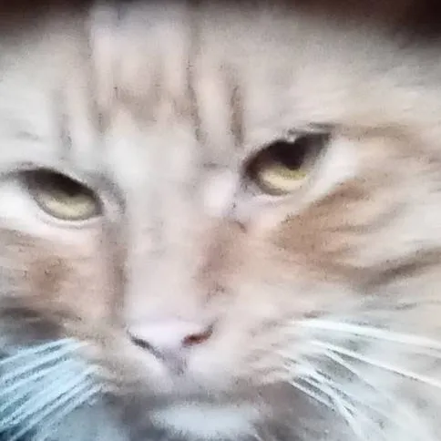 chat with ai character: KITTY