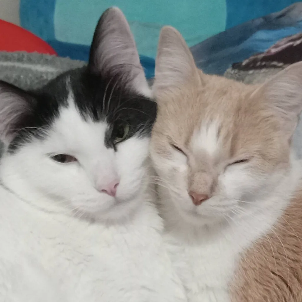 chat with ai character: Brother × sister