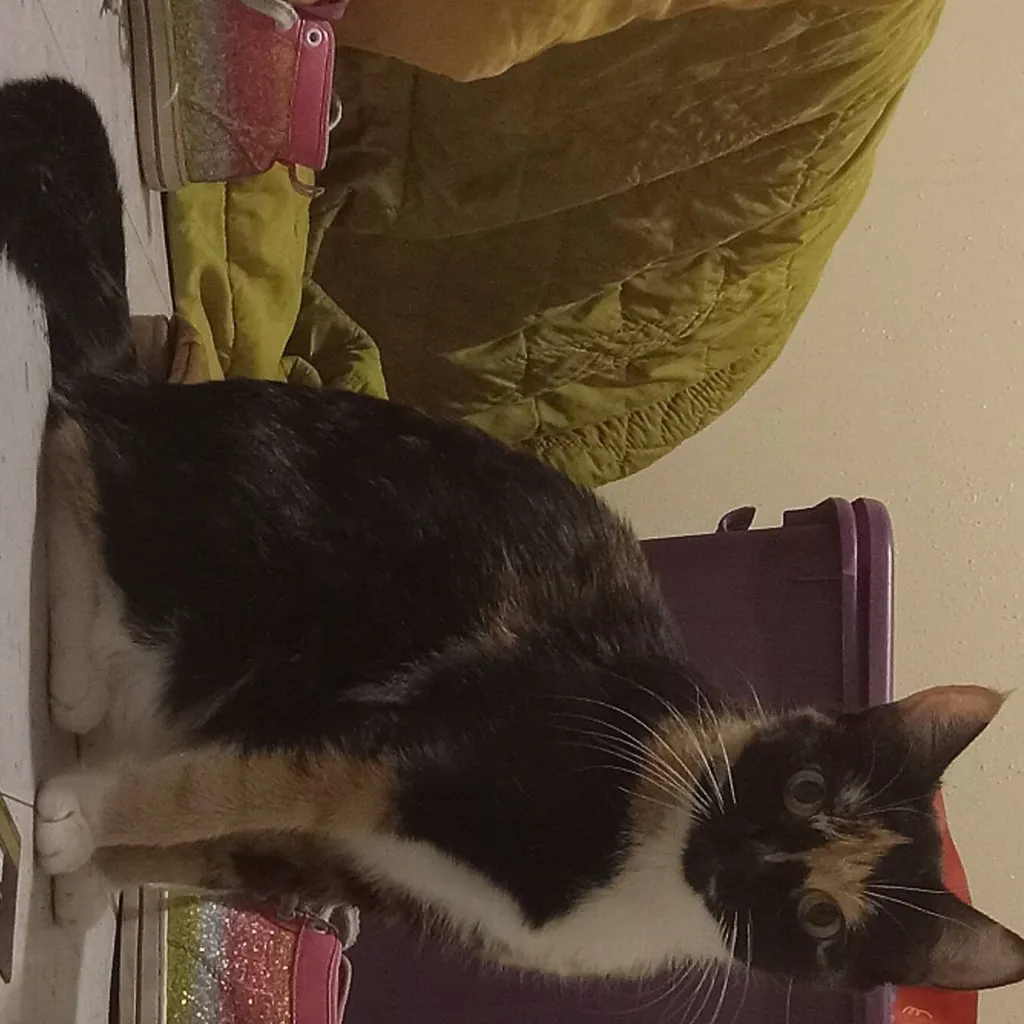 chat with ai character: Y/n × König