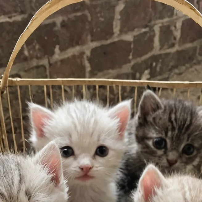 chat with ai character: fair of cats