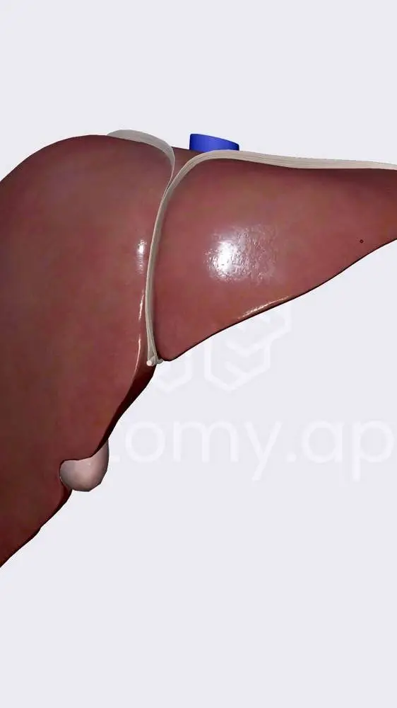 ai character: Liver background