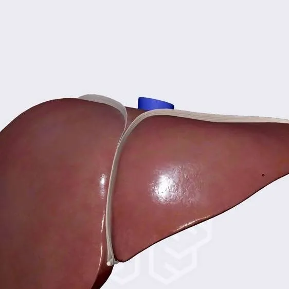 chat with ai character: Liver