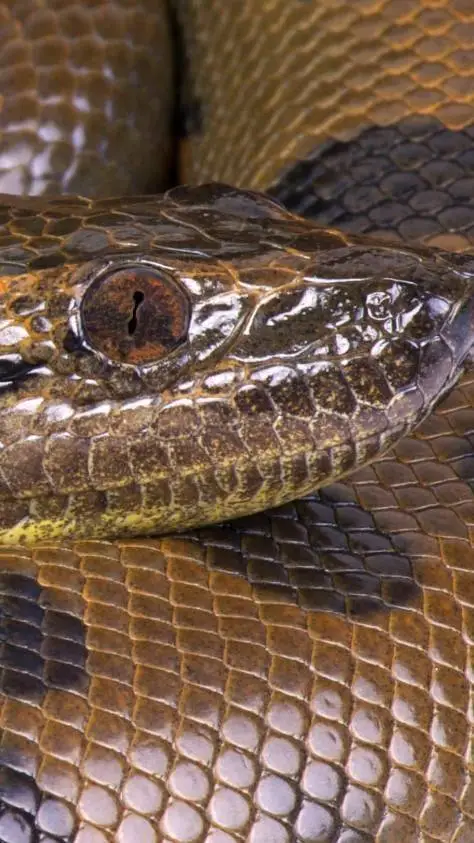 ai character: Anaconda background