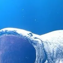 chat with ai character: Bloop 