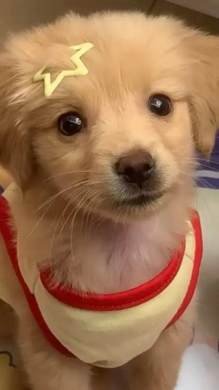 ai character: dog background