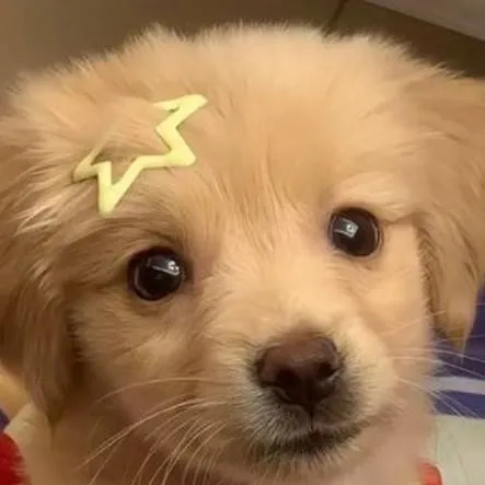chat with ai character: dog
