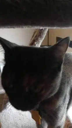 ai character: astro*dw* background