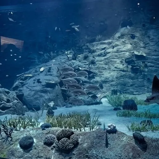 chat with ai character: MHA: Aquarium