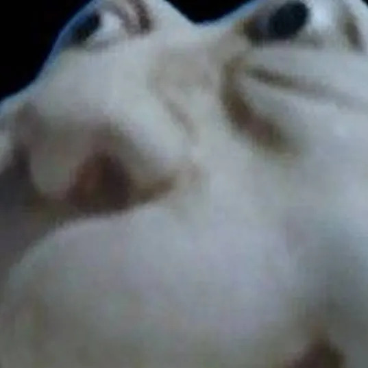 chat with ai character: nose