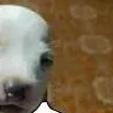chat with ai character: un perro 