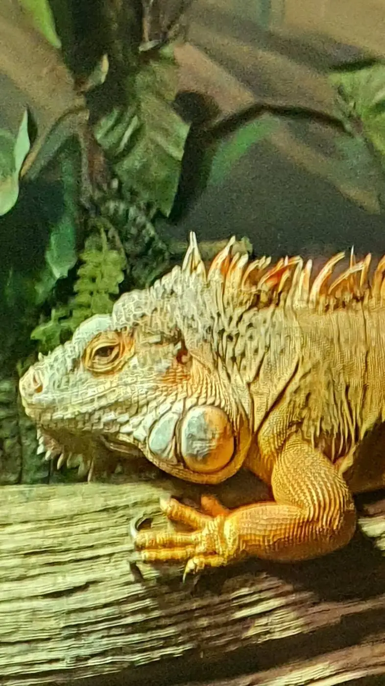 ai character: pet iguana background