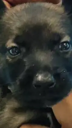 ai character: Rui background