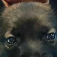 chat with ai character: Rui