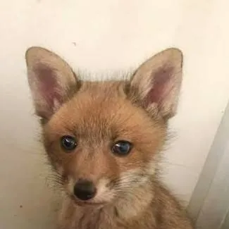 chat with ai character: лисёнок