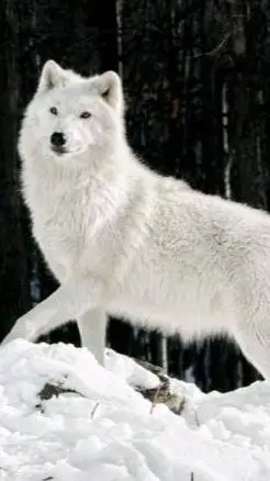 ai character: los cambia formás background