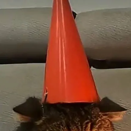 chat with ai character: Cat
